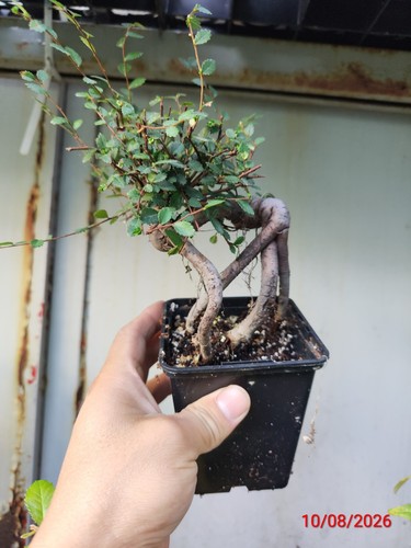 Chinese elm - chinese,