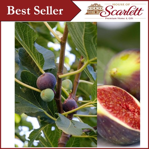 Organic ficus carica brown - organic,