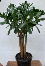Money tree jade - jade,