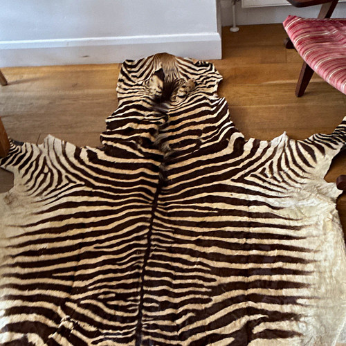 Genuine real zebra - real, hide