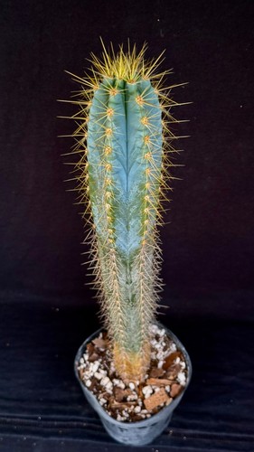 Pilosocereus azureus cactus - pilosocereus,