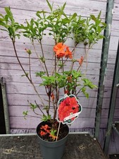Deciduous Azalea 'Feuerwerk' 4 Litre Pot Orange Garden Plant Established Shrub