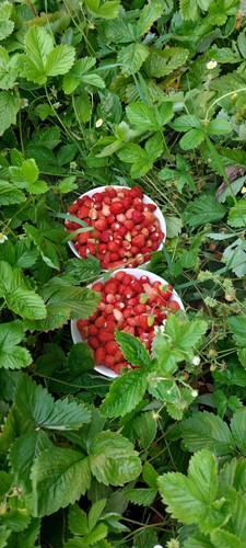 Wild strawberry plants pack - wild,