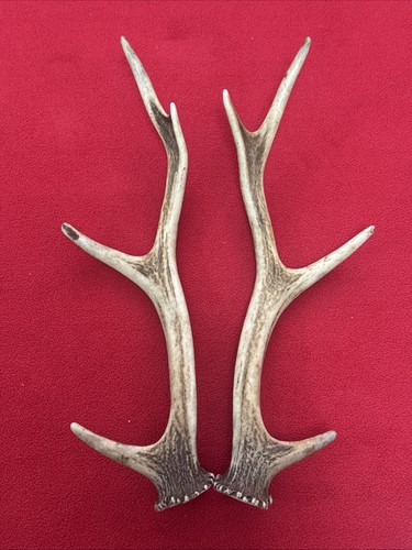 Pair sika deer antlers - of,