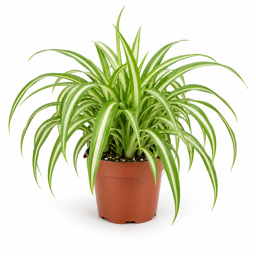 Live spider plant grower - in, 4"