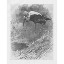 The Indian Tantalus Bird -