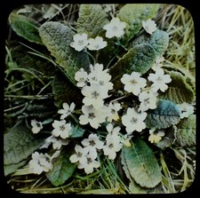 A PRIMROSE C1900 ANTIQUE Magic