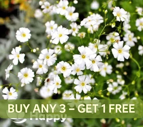 Baby breath white - baby's,