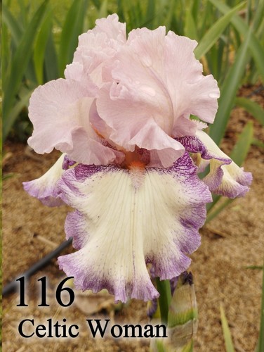 Rhizome iris germanica - iris,