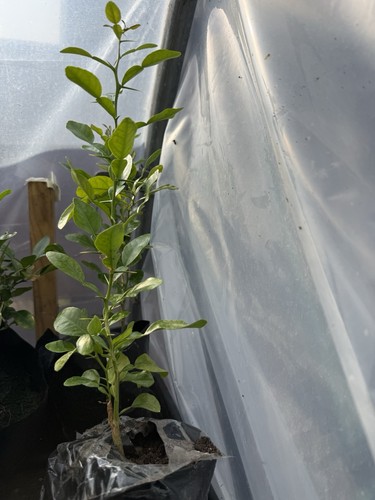 Kaffir lime plant - kaffir,