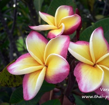 Frangipani Plumeria rubra - Hawaiian Palm Tree - VARIETY: Vere Cruz Rose - 5 Seed -