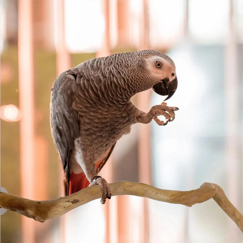 Natural wood parrot - parrot, perch