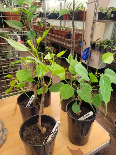 Ficus religoisa pipple peeple - ficus, pipple/peeple
