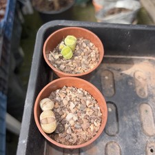 Succulent lithops ( living