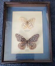 Two Vintage  butterflies in a