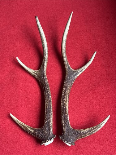 Pair sika deer antlers - of,