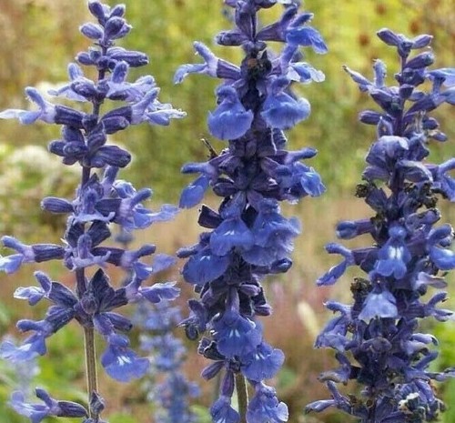Blue sage flower seeds - blue, 200+