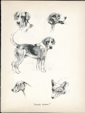 FOXHOUND DOGS VINTAGE 1937 DOG