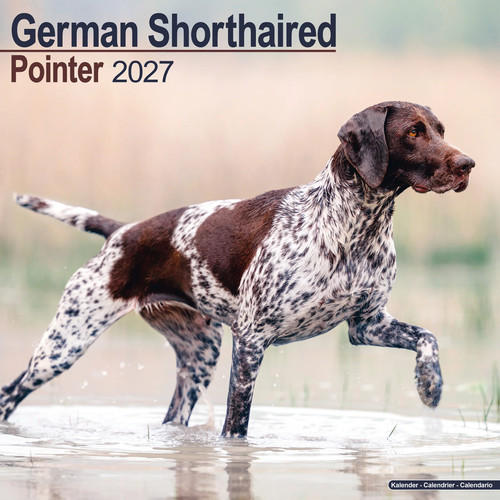 German shorthair pointer 2027 - german,