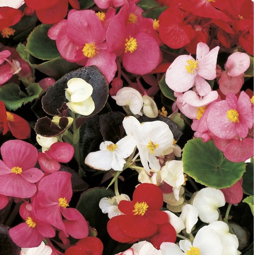 Begonia president mix - begonia,