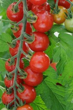 Tomato 'Sweet Aperitif'