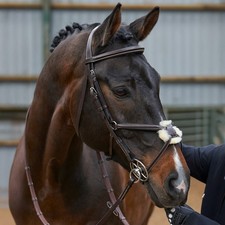 Whitaker Mexican Grackle