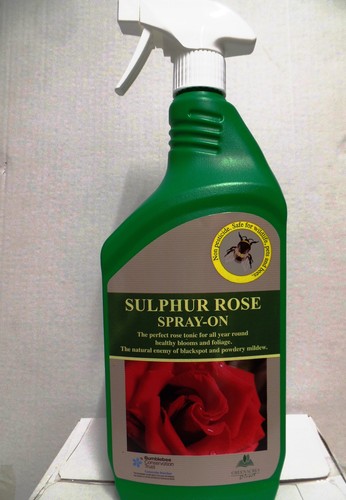 Sulphur rose blackspot - sulphur,