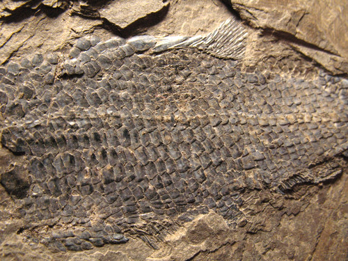 Permian fish fossil muse - fish,