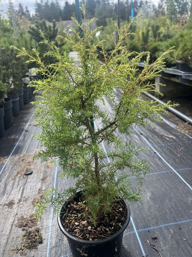 Common juniper bush tree - bush, |