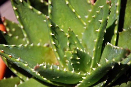 Aloe affinis vera - affinis,