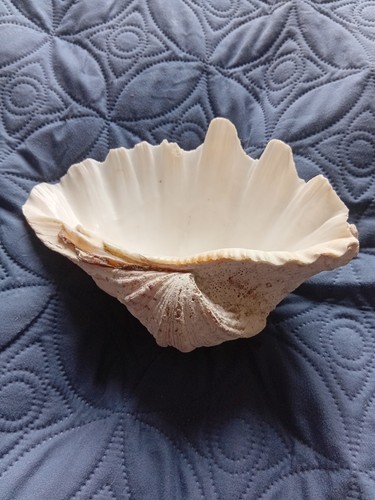 Natural half bowl - half, shell