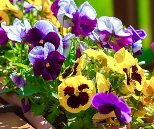 Frilly giant winter viola - winter,