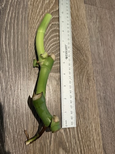 Monstera deliciosa live - monstera,