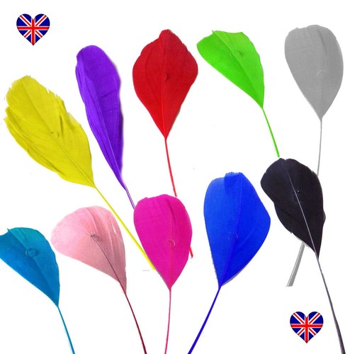 Stripped coque feathers - feathers, x