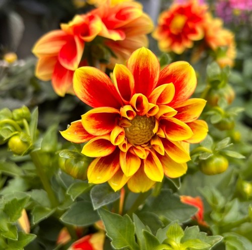 Dahlia plug plants - , orange