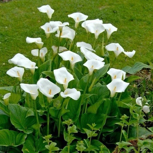 Baby arum lily zantedeschia - arum,