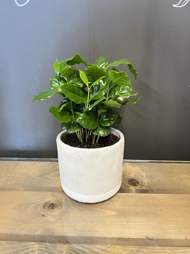 Coffee arabica plant 12cm - coffee,