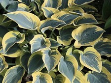 Hosta First Frost (Plants Sent