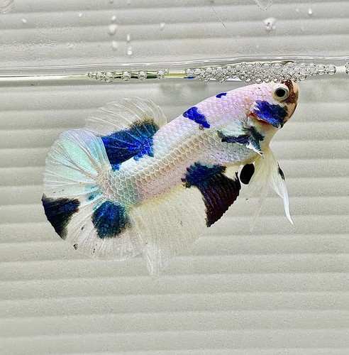 Seller male polkie - us,