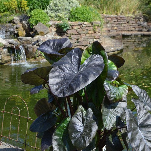 Colocasia black coral plants - colocasia,