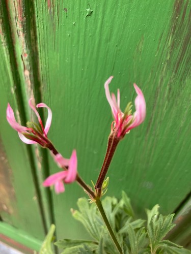Pelargonium jips joan - the, wad