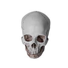 Lifesize Realistic Human Skull