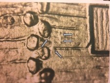 2009 P EC WDDR-098 Lincoln