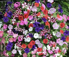 12 x Surfinia Trailing Petunia