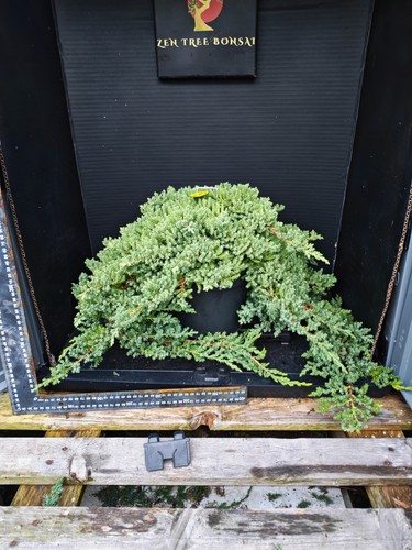 Bonsai tree project material - bonsai,