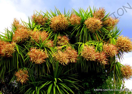 Rare cordyline australis - rare,