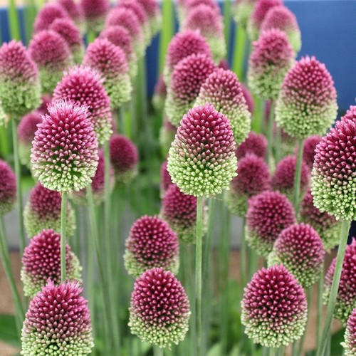 10x allium drumstick - drumstick, bulbs