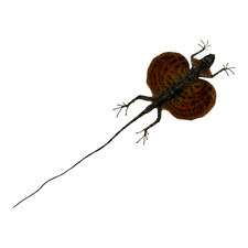 REAL RED Draco Flying Lizard