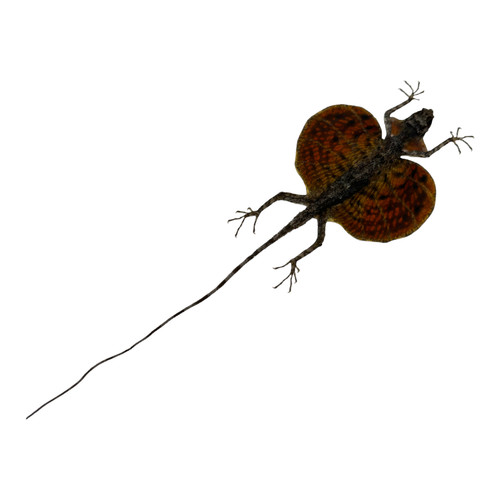 Real red draco flying lizard - real,