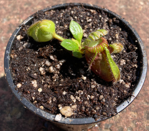Cephalotus follicularis albany - follicularis,